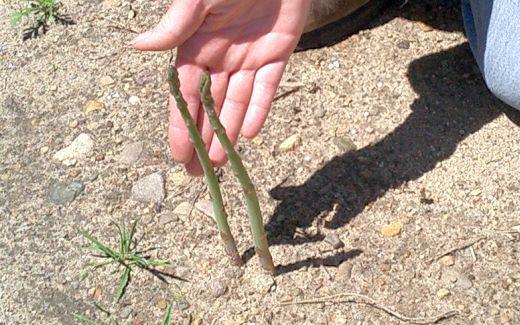 Wild asparagus in middle of construction site