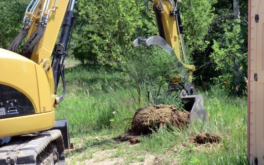 Transplanting asparagus 