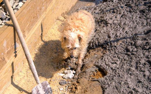 Brilla checking out well cuttings