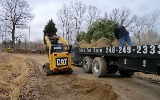 CAT loader transporting tree