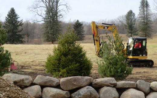 New trees and stone berm