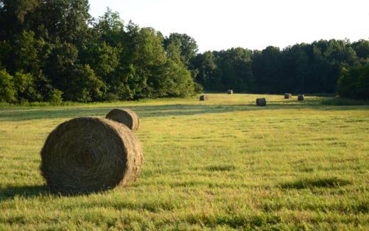 Hay field