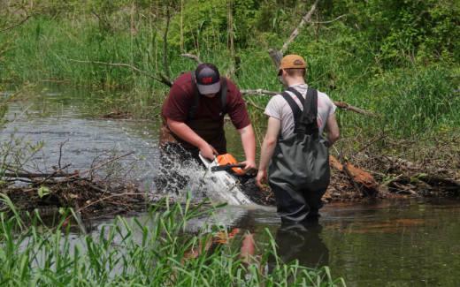 Breaching the beaver dam