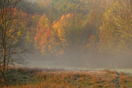 Field, trees, autumn