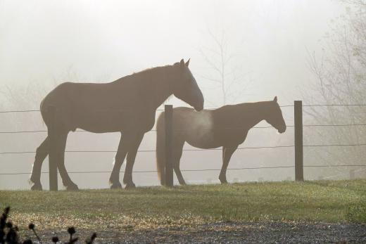 Jake, Ellie, fog