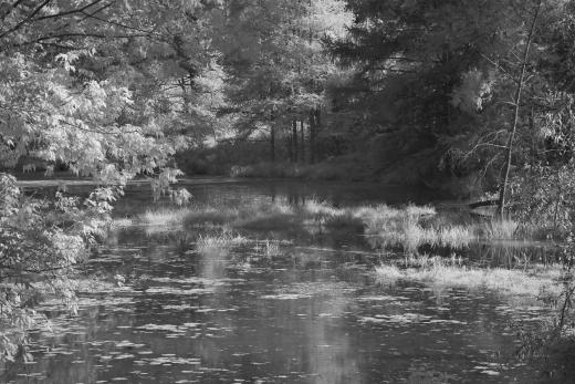 Pond, autumn